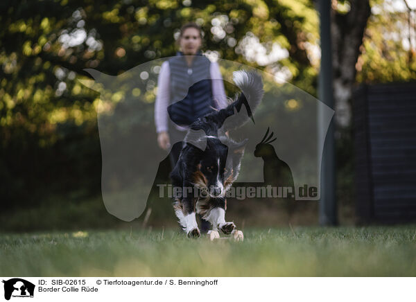 Border Collie Rde / male Border Collie / SIB-02615