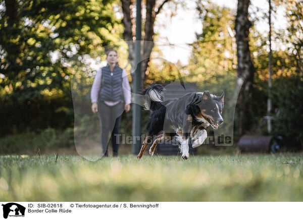 Border Collie Rde / male Border Collie / SIB-02618