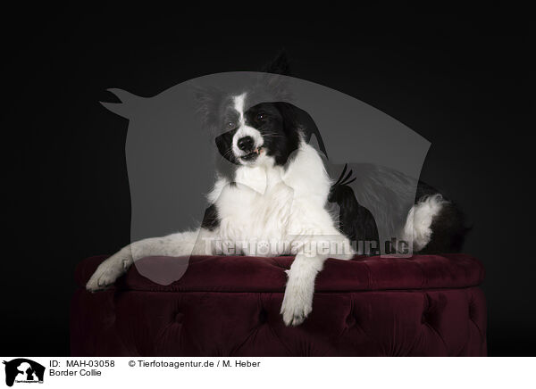 Border Collie / MAH-03058