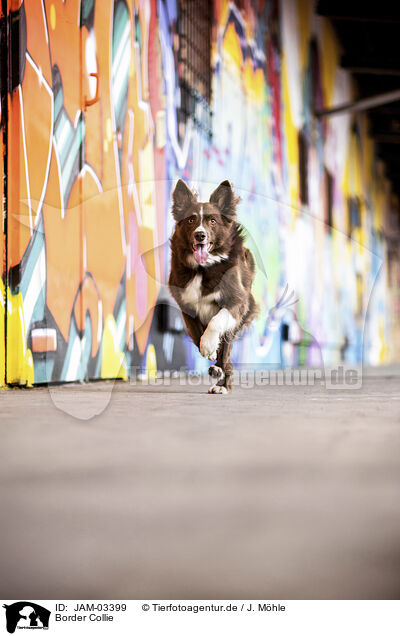 Border Collie / Border Collie / JAM-03399