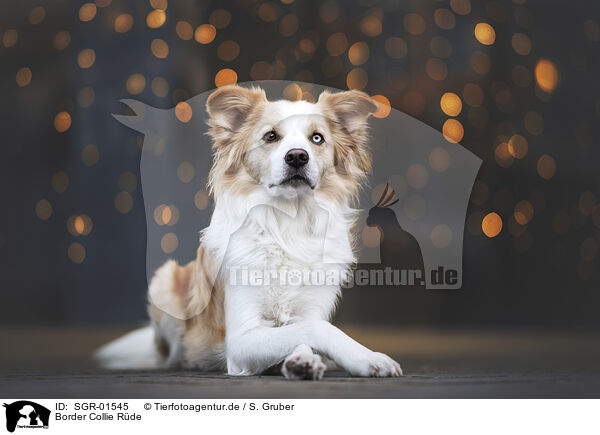 Border Collie Rde / male Border Collie / SGR-01545