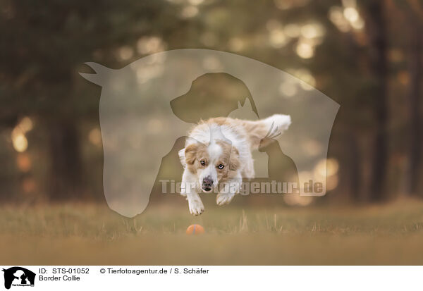 Border Collie / STS-01052