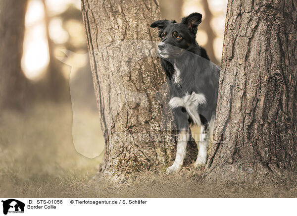 Border Collie / STS-01056