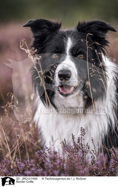 Border Collie / JRO-01496