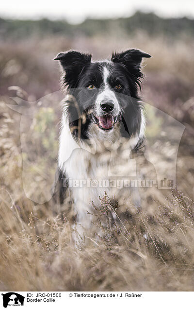 Border Collie / Border Collie / JRO-01500