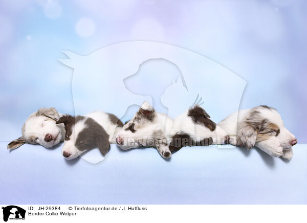 Border Collie Welpen / Border Collie Puppies / JH-29384