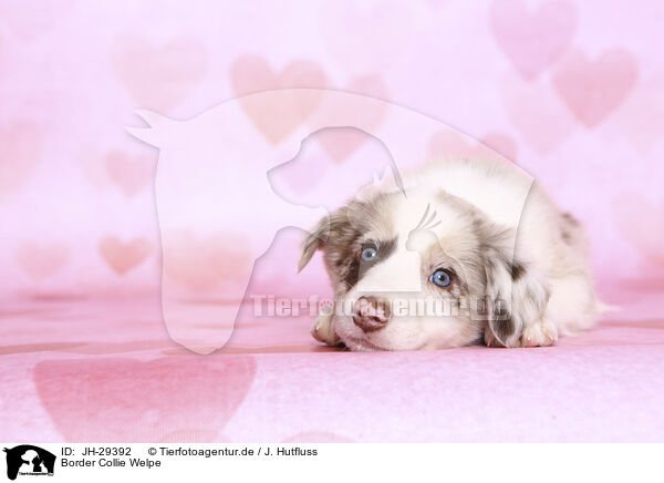 Border Collie Welpe / Border Collie Puppy / JH-29392