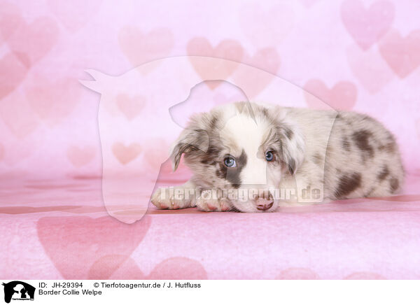 Border Collie Welpe / Border Collie Puppy / JH-29394