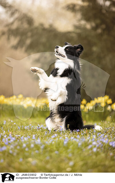 ausgewachsener Border Collie / adult Border Collie / JAM-03902