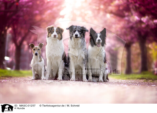 4 Hunde / 4 dogs / MASC-01257