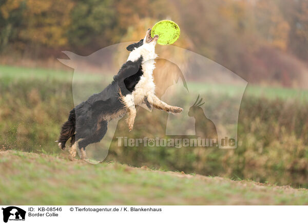 Border Collie / KB-08546