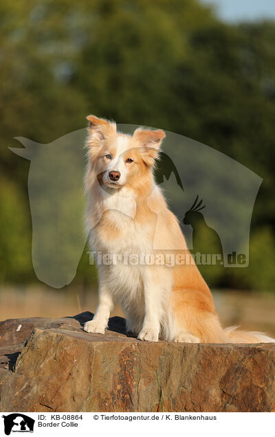 Border Collie / Border Collie / KB-08864