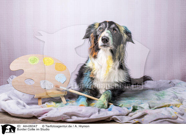 Border Collie im Studio / AH-06047