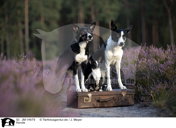 Hunde / JM-14679