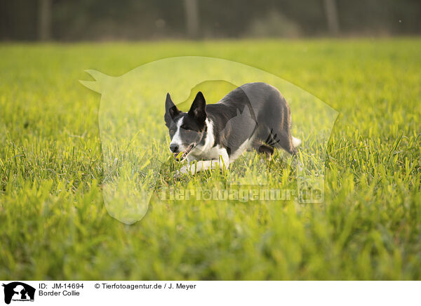 Border Collie / Border Collie / JM-14694