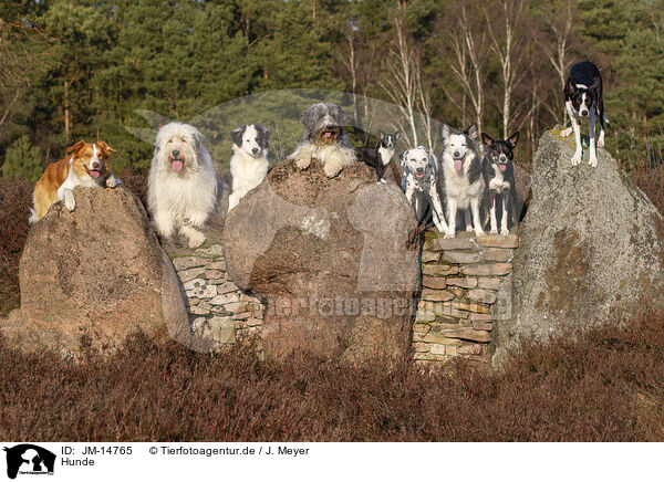 Hunde / dogs / JM-14765