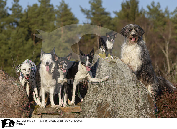 Hunde / dogs / JM-14767