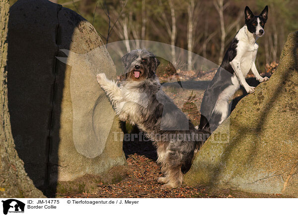 Border Collie / Border Collie / JM-14775