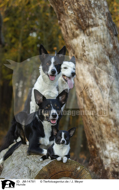 Hunde / dogs / JM-14781