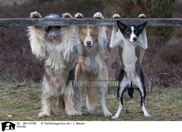 Hunde / dogs / JM-14786