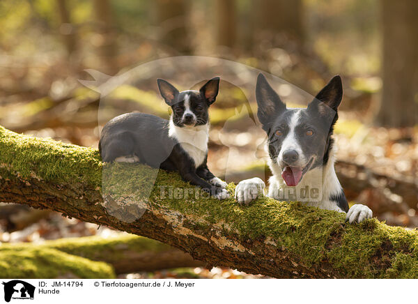 Hunde / dogs / JM-14794