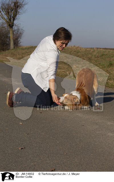 Border Collie / Border Collie / JM-14802