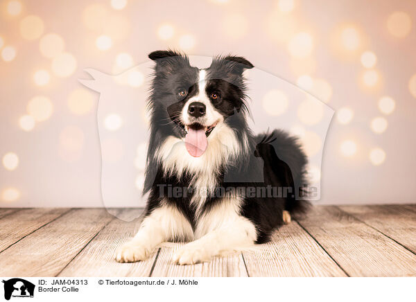 Border Collie / Border Collie / JAM-04313