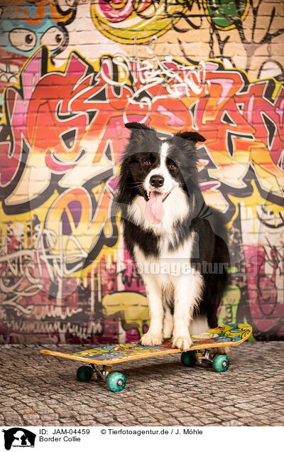 Border Collie / Border Collie / JAM-04459