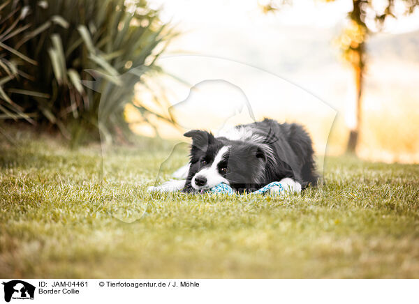 Border Collie / Border Collie / JAM-04461