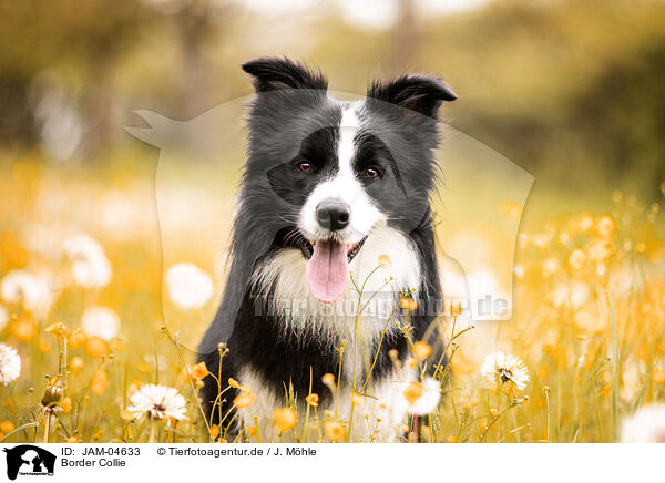 Border Collie / Border Collie / JAM-04633