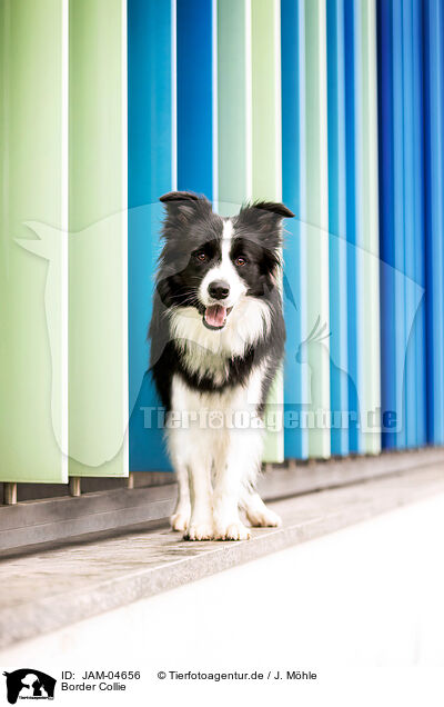 Border Collie / Border Collie / JAM-04656
