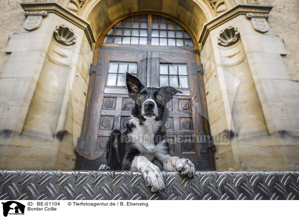 Border Collie / Border Collie / BE-01104