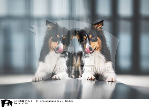 Border Collie / Border Collie / SGR-01671