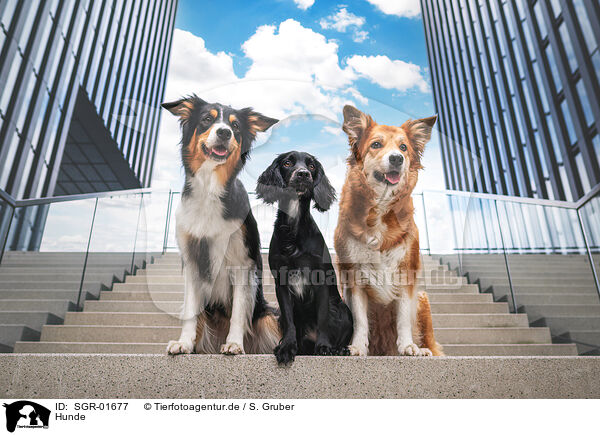 Hunde / dogs / SGR-01677