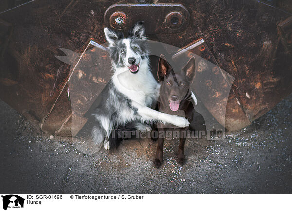 Hunde / dogs / SGR-01696