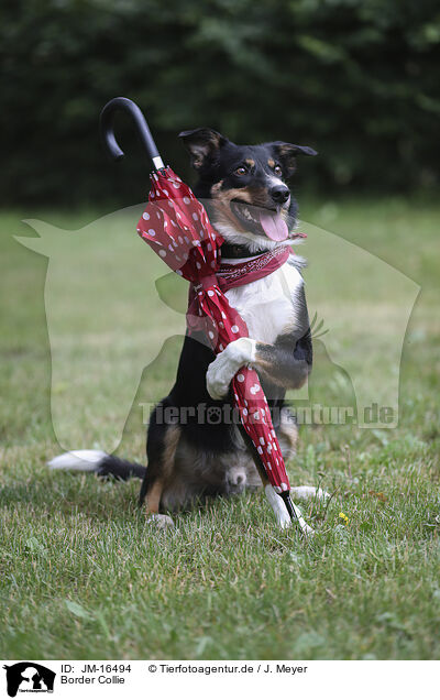 Border Collie / JM-16494