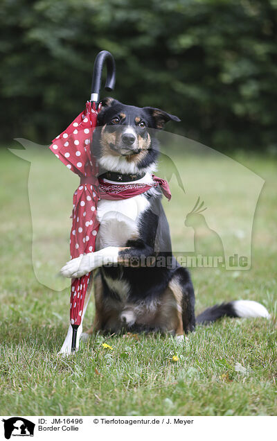 Border Collie / Border Collie / JM-16496