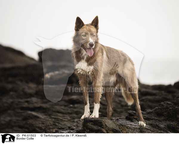 Border Collie / Border Collie / PK-01503