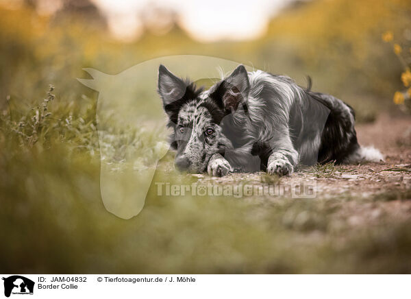 Border Collie / Border Collie / JAM-04832