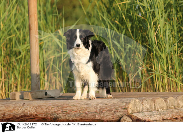 Border Collie / Border Collie / KB-11172