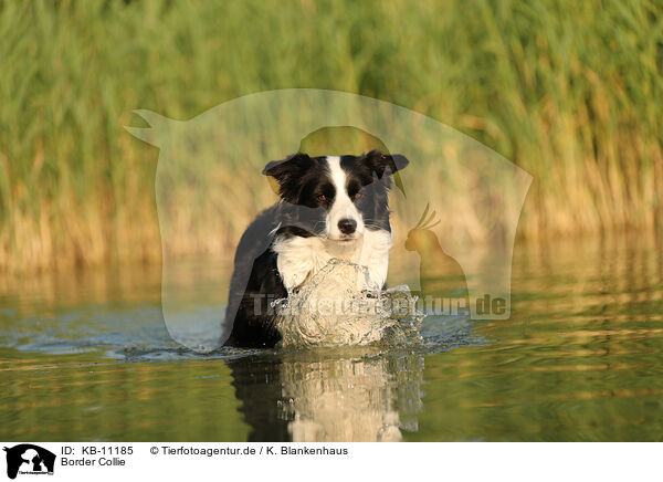 Border Collie / Border Collie / KB-11185