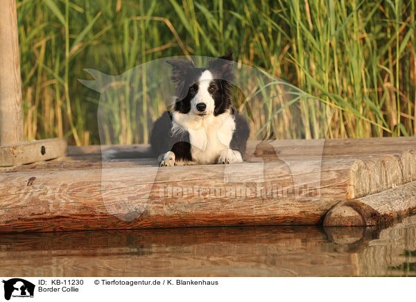Border Collie / Border Collie / KB-11230