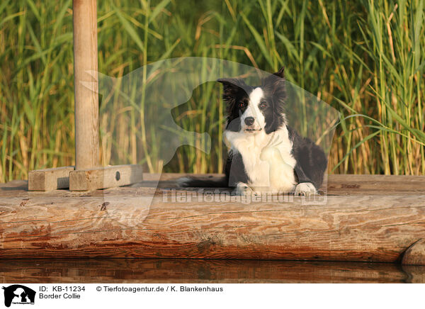 Border Collie / Border Collie / KB-11234