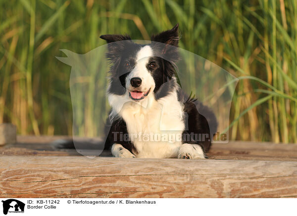 Border Collie / Border Collie / KB-11242