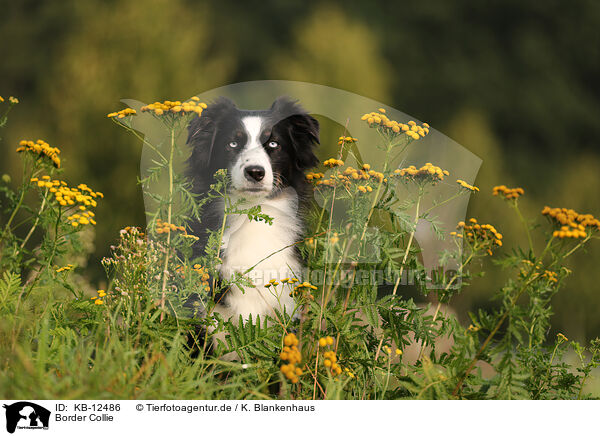 Border Collie / Border Collie / KB-12486