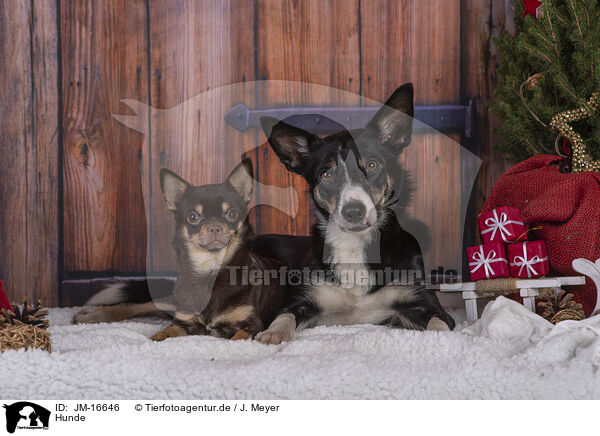 Hunde / dogs / JM-16646