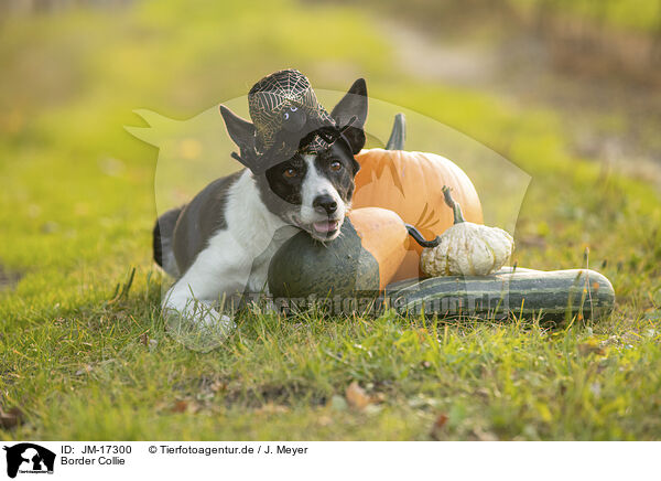 Border Collie / Border Collie / JM-17300