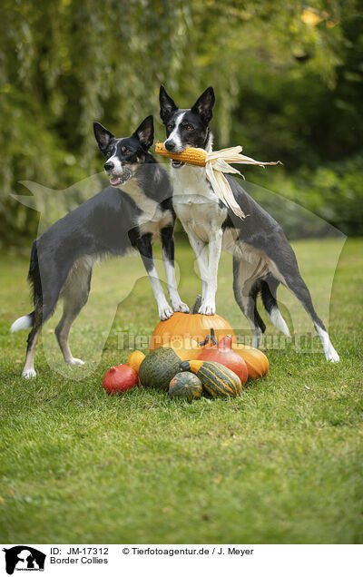 Border Collies / Border Collies / JM-17312