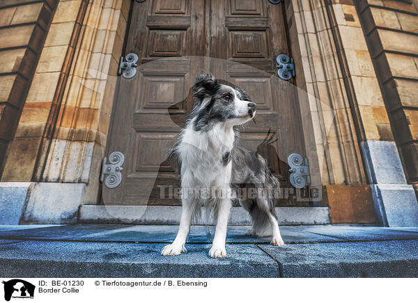 Border Collie / Border Collie / BE-01230