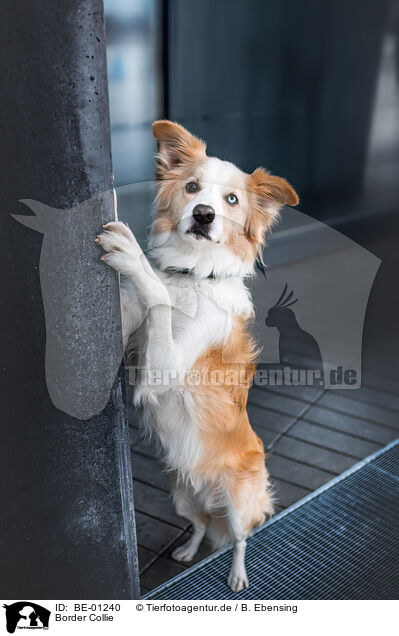 Border Collie / Border Collie / BE-01240